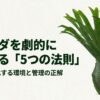 ビカクシダの成長速度を最大化する環境と管理の正解