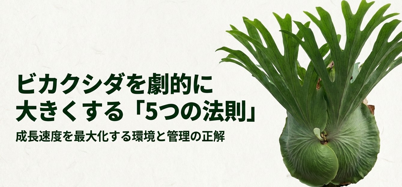 ビカクシダの成長速度を最大化する環境と管理の正解