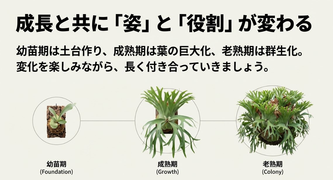 ビカクシダの成長段階ごとの姿の変化と役割の違い