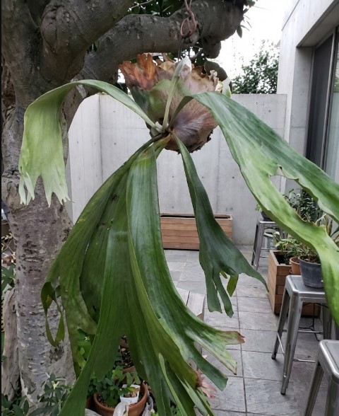 屋外の木に吊るされ、大きく成長した自重で葉が折れ曲がりそうになっている巨大なビカクシダ