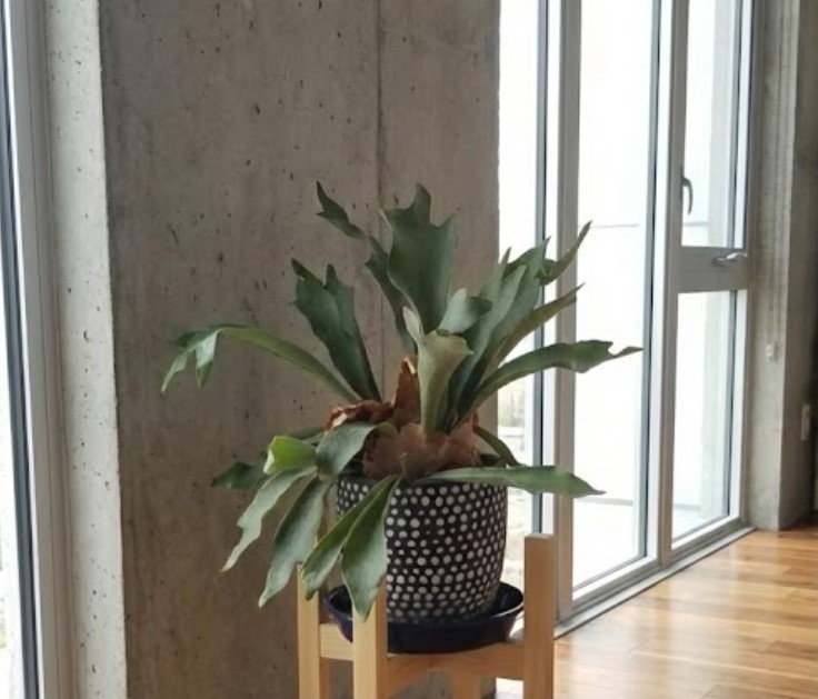 窓辺に置かれた鉢植えのビカクシダと、日当たりや風通しなどの栽培環境