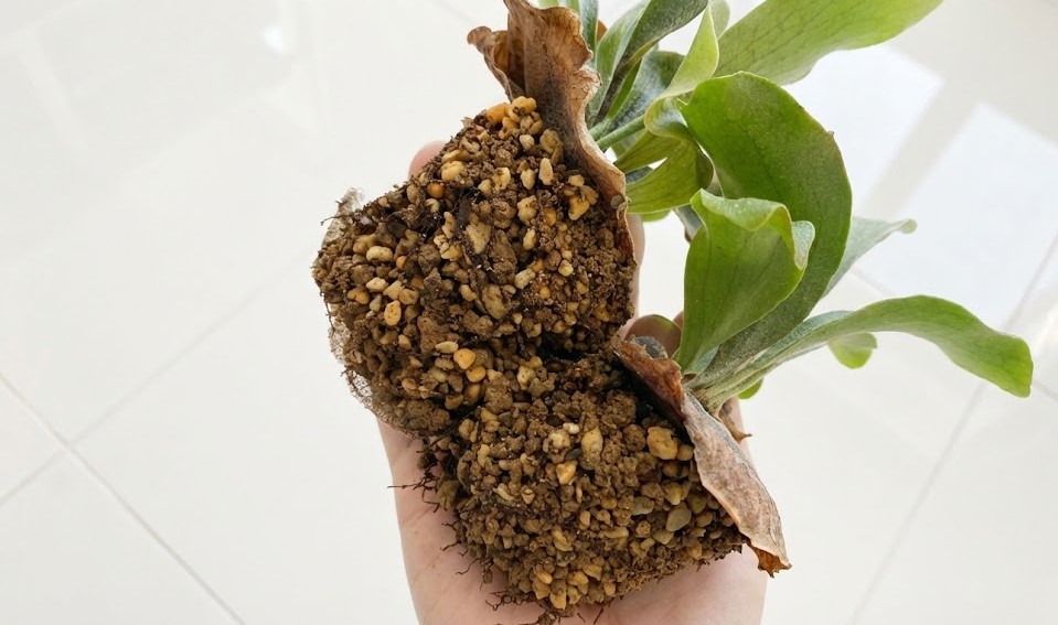 無機質用土（赤玉土や軽石）を抱え込むように伸びるビカクシダの細かい根。白く瑞々しい状態。