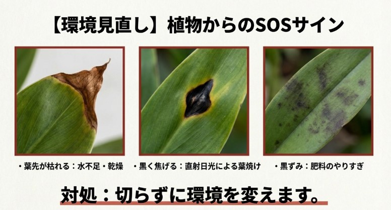 ビカクシダの葉の変色パターンと原因