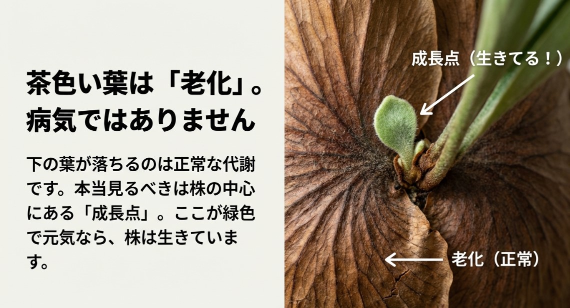 茶色い葉は老化現象であり成長点が緑色なら健康である様子