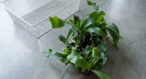 上から撮影したビカクシダ。葉が立ち上がり、徒長せずに引き締まっている様子。