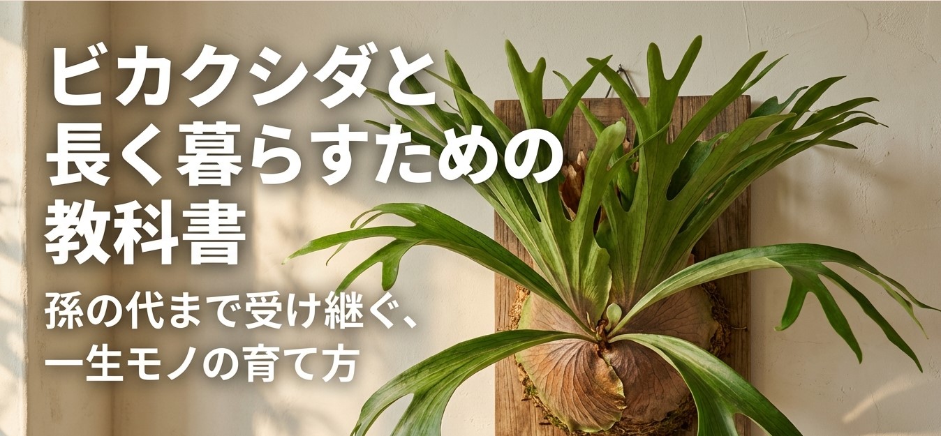 ビカクシダと長く暮らすための教科書:孫の代まで受け継ぐ一生モノの育て方
