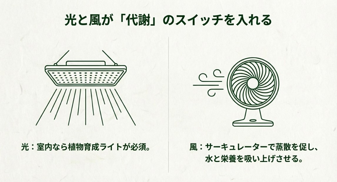 植物育成ライトとサーキュレーターを使った環境づくりのイメージ