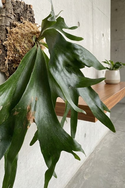 板付けに仕立て直され、ツヤのある健康的な胞子葉を展開しているビカクシダ