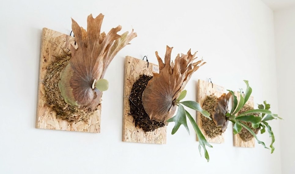 OSB合板に板付けされた3株のビカクシダ。貯水葉が綺麗に展開し始めている。