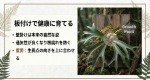 板付け時の生長点(Growth Point)の向き ビカクシダを板付けする際の正しい生長点(Growth Point)の位置を示す図解