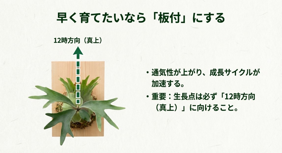 ビカクシダを板付けにする際は成長点を12時方向（真上）に向けることが重要