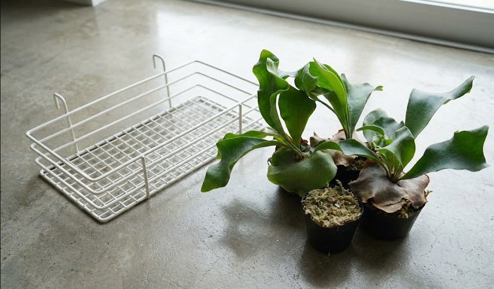 ワイヤーバスケットから取り出し、板付け作業を待つビカクシダの苗。根についた用土を軽く整理する段階。