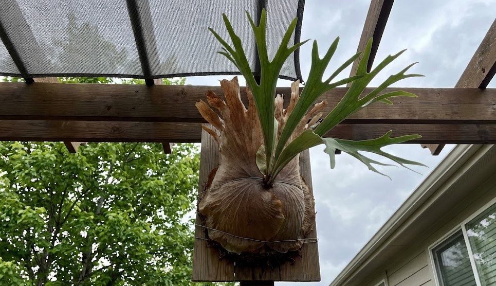 屋外の過酷な環境により葉の形が不規則になり奇形葉のモンスター状態に育ったビカクシダ