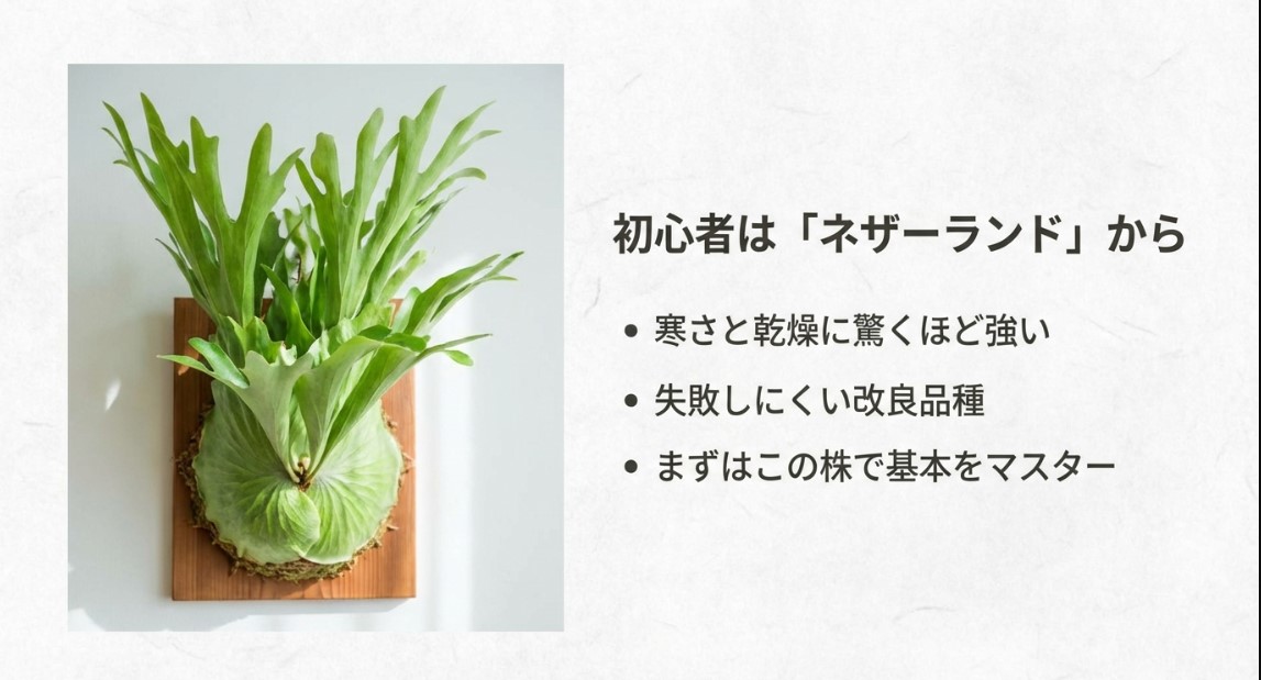 初心者におすすめのネザーランド 板付けされて青々と育ったビカクシダ・ネザーランドの姿