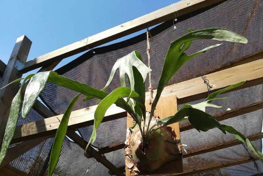 初めて購入したネザーランド種のビカクシダが青空の下で最も早く屋外管理されている様子