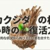 ビカクシダの根がない絶望的な状況から復活させる方法を解説したアイキャッチ画像