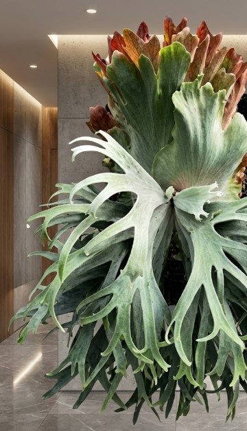 白く細かい分岐を持つ胞子葉が極端に密集して展開し、内部の通気性が悪くなりやすいビカクシダのドワーフ種（OMGなど）の姿