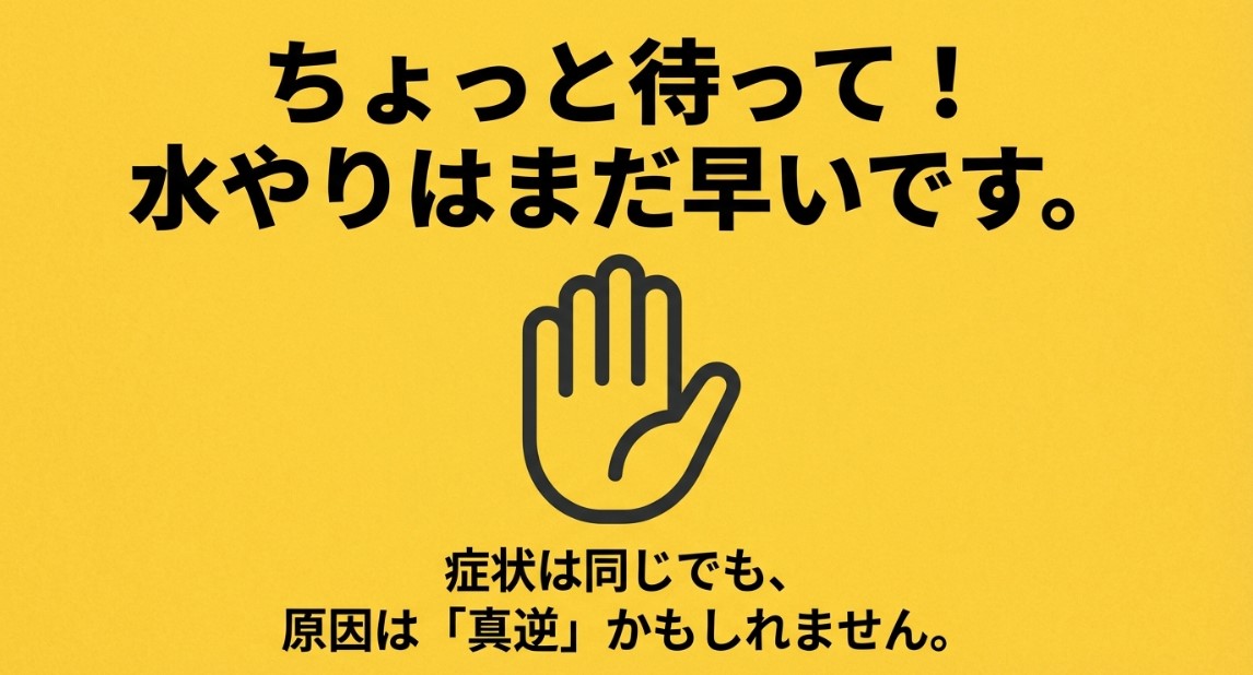 水やりはまだ早いと警告し、症状は同じでも原因は真逆かもしれないと注意喚起するスライド画像