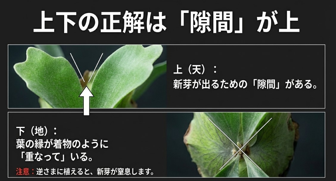 ビカクシダの板付けにおける正しい上下の向き（隙間が上、重なりが下）の図解
