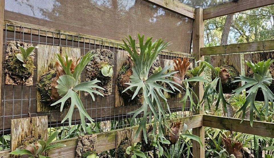 屋外の金網に掛けられて最低気温1℃の環境下で冬越しに耐える複数のビカクシダ（コウモリラン）の様子