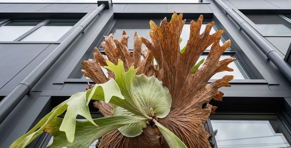 黒い建物の外壁沿いの軒下に吊るされて霜よけ対策と保温効果を得ている大きなビカクシダ