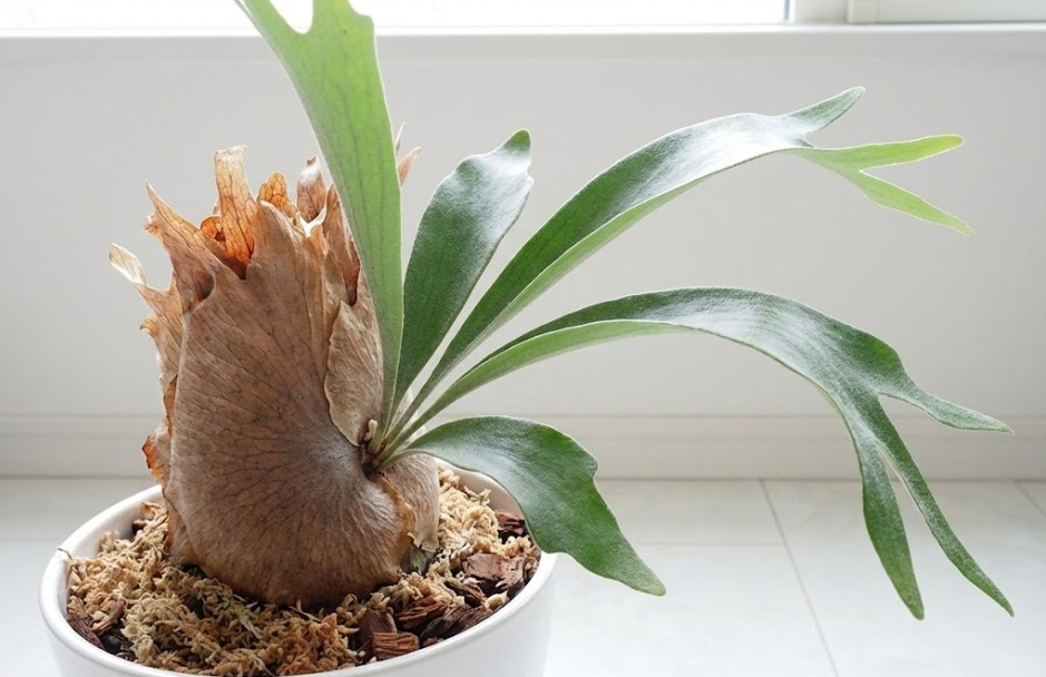 株分けの傷跡がありながらも、青々とした葉を広げて安定しているビカクシダの親株