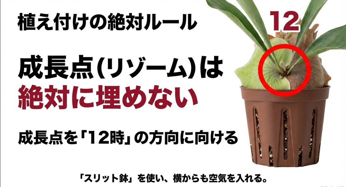 ビカクシダの植え付けルール：成長点を埋めずに12時の方向へ向ける