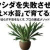 ビカクシダの鉢植え水苔栽培における失敗しないプロの育成メソッド