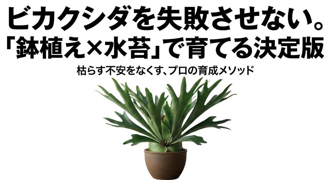 ビカクシダの鉢植え水苔栽培における失敗しないプロの育成メソッド