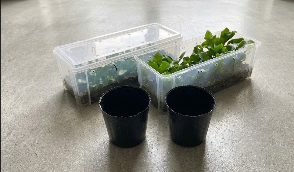 比較実験のために用意した透明な育成ケースと黒いビニールポット。