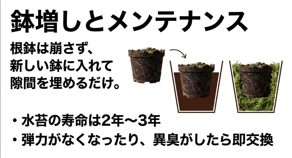 根鉢を崩さずに行うビカクシダの鉢増し手順と水苔の交換目安