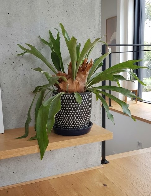 ドット柄のおしゃれな鉢に植えられ、室内に飾られている鉢植えのビカクシダ