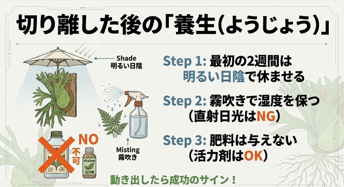 ビカクシダ株分け後の養生方法。明るい日陰での管理、霧吹きによる湿度維持、肥料を与えない（活力剤はOK）手順のイラスト