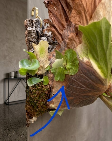 ビカクシダの子株と株分けの難しさ コルク板に着生したビカクシダの親株の脇から顔を出している小さな子株を示す青い矢印