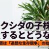 ビカクシダの子株を放置した場合の「過酷な生存競争」の始まりを示唆するタイトルスライド画像