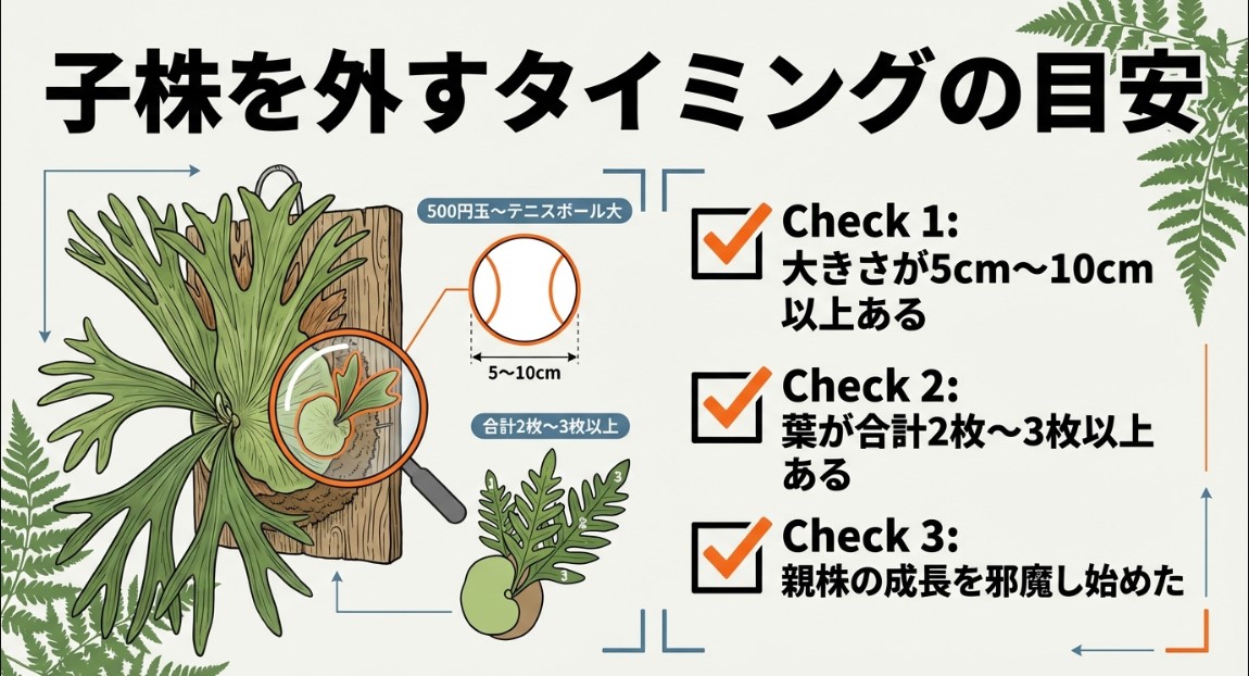 ビカクシダの子株を外す目安となるチェックリスト。サイズ5〜10cm、葉が2〜3枚、親株への干渉を確認するイラスト
