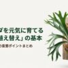ビカクシダを元気に育てるための土選びと植え替えの基本ガイド。板付けされたビカクシダとタイトルのアイキャッチ画像