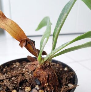 ビカクシダの株分け失敗で貯水葉が剥がれ、リゾームと根が露出している拡大写真