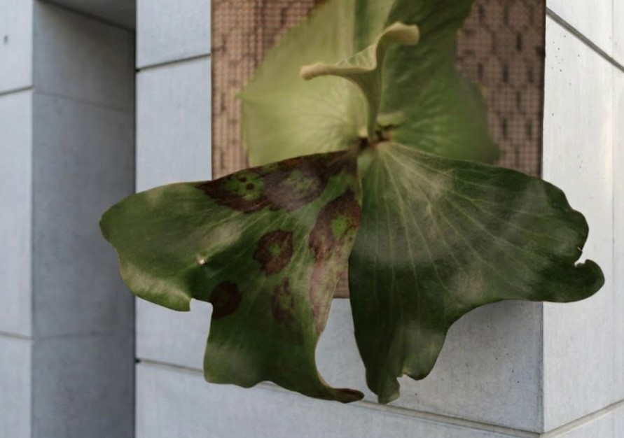 褐斑細菌病により胞子葉に黒い病斑が広がったビカクシダ リドレイの様子