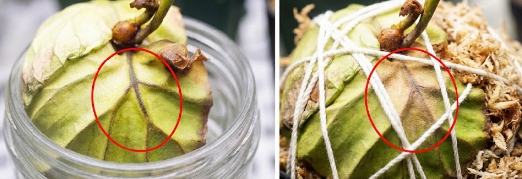 水挿しによる過湿で貯水葉の葉脈が黒く変色したサイン（左）と、通気性を高めるためにスリット鉢と水苔に植え替え、タコ糸で固定したビカクシダ・リドレイ（右）