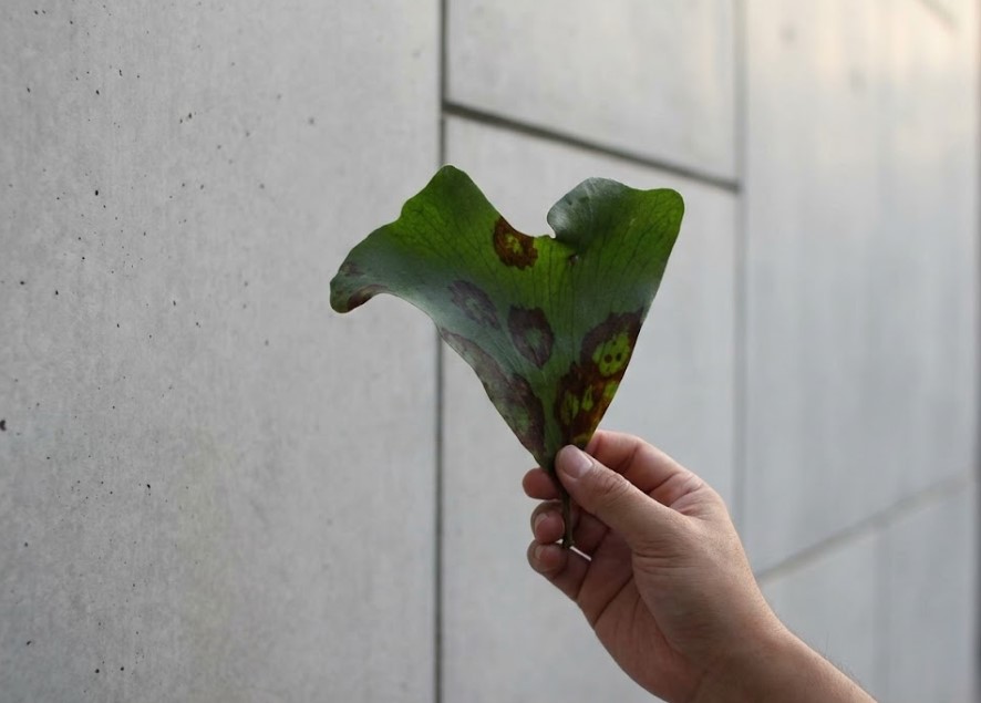 褐斑細菌病の進行を止めるために根元から切除した、大きな穴が開いたリドレイの胞子葉