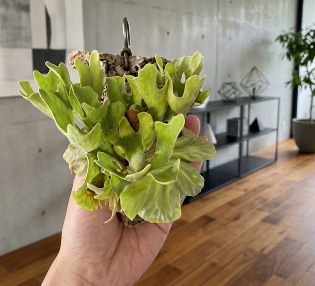 キャベツのような丸い貯水葉を持ち、コルク板に着生するように仕立てられたビカクシダ・リドレイドワーフを手で持っている様子