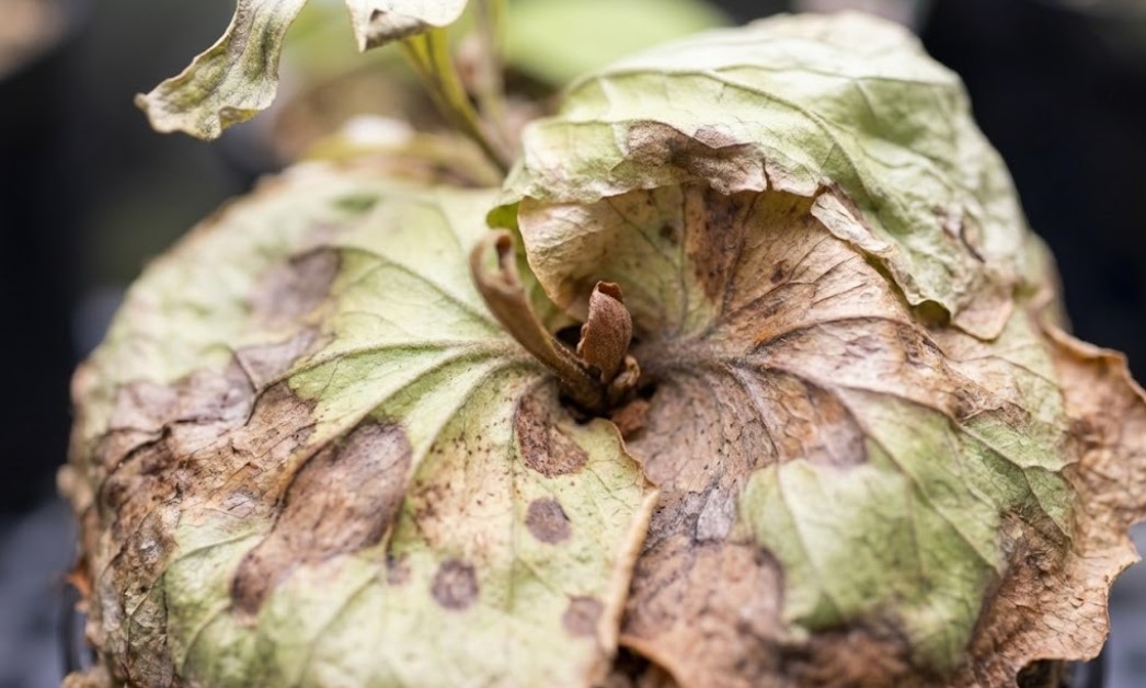 根腐れを起こし、貯水葉が茶色く変色して枯れかけの状態になったビカクシダ・リドレイの拡大写真
