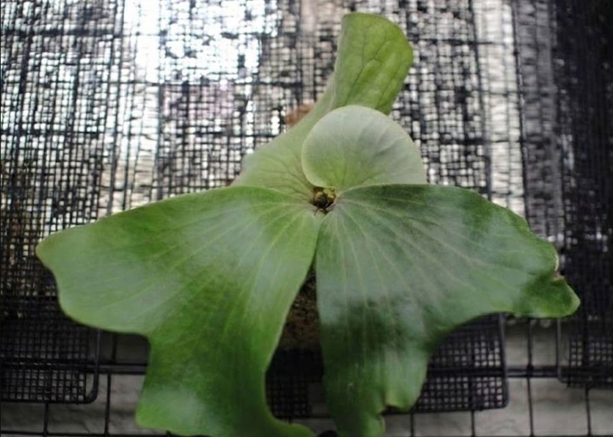 一見健康に見えるが、胞子葉に針先のような微細な黒い点が出始めた初期症状のリドレイ