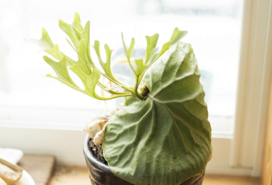 根腐れの瀕死状態から201日間の治療を経て、美しい緑色の貯水葉と胞子葉を大きく広げて完全復活を遂げたビカクシダ・リドレイ