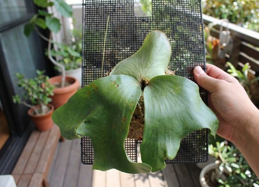 ビカクシダの胞子葉全体に、不規則に広がり始めた黒い病斑の様子