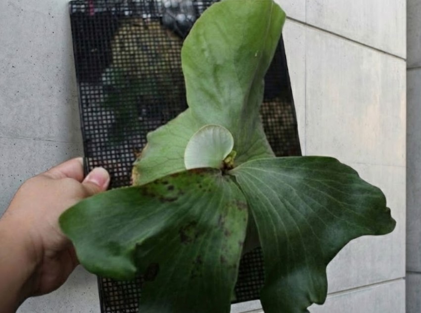 黒い斑点同士が融合し、ヒョウ柄のような不気味な模様に変化したリドレイの胞子葉