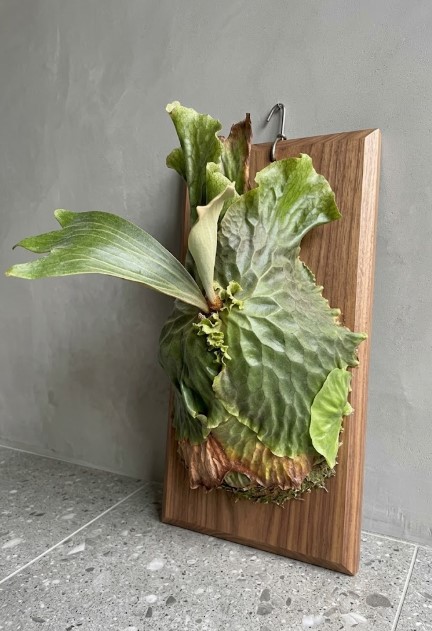 美しく板付けされたビカクシダ・リドレイ 組織培養の仕組みを経て、木の板に美しく板付けされ立派に成長したビカクシダ・リドレイの姿