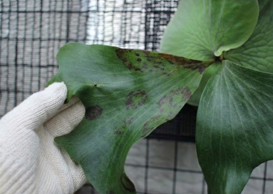 褐斑細菌病により組織が壊死し、黒く薄くなったビカクシダの葉の拡大写真