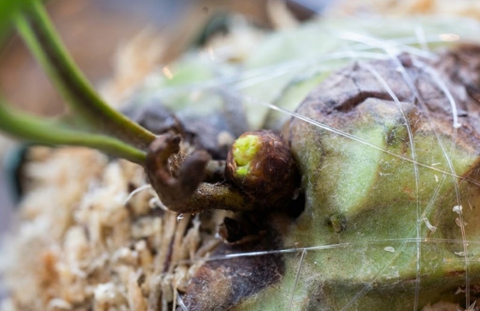 100日間の治療を経て、ビカクシダ・リドレイの成長点から生えてきた小さな緑色の新芽（貯水葉）の拡大写真